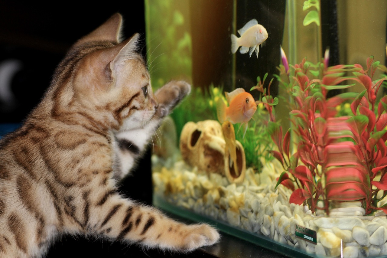 Types of Foods to Feed Aquarium Fish