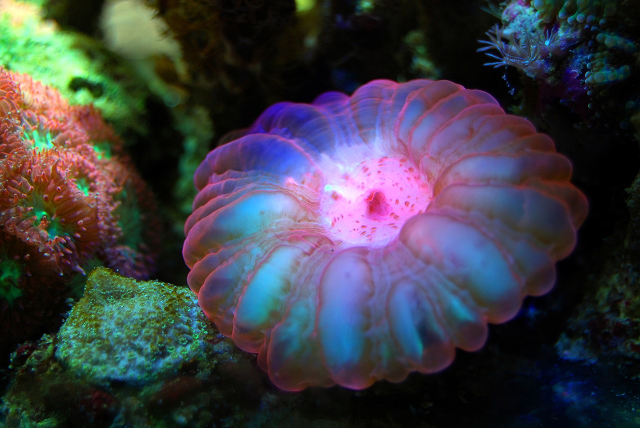 Saltwater Arrivals March