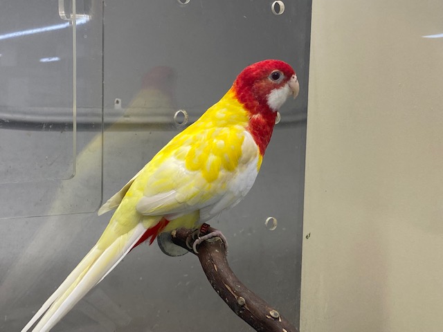 Why We Should or Should Not Clip Birds Wings and Nails